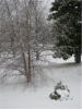 snow_tree.jpg